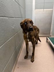 Shelter Stray Female Dog last seen Moss Street, LAFAYETTE, LA, 70501, 410 Dugas Rd, Lafayette, LA 70507, USA