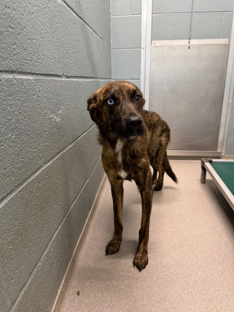 Shelter Stray Female Dog last seen Moss Street, LAFAYETTE, LA, 70501, 410 Dugas Rd, Lafayette, LA 70507, USA