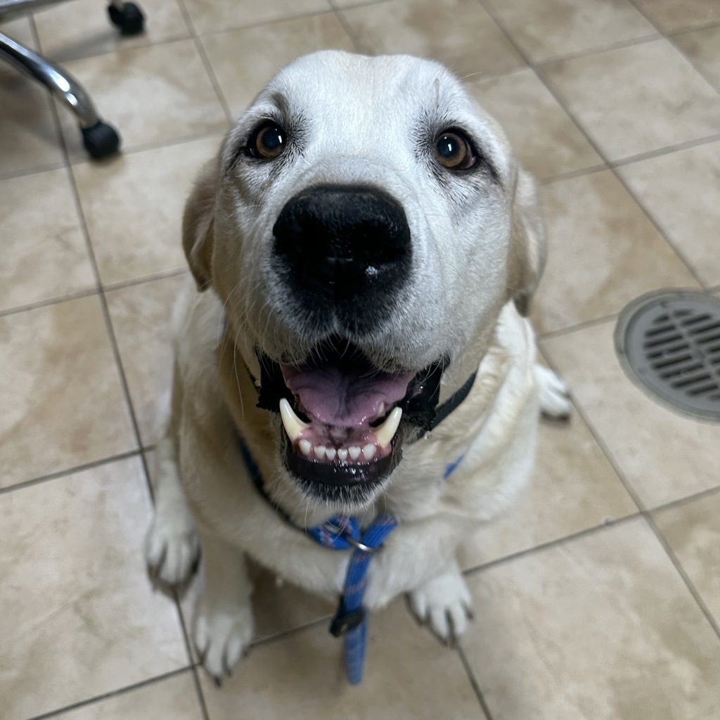 Shelter Stray Male Dog last seen NE Knott and NE Russell, PORTLAND, OR, 97230, 1700 W Historic Columbia River Hwy, Troutdale, OR 97060, USA