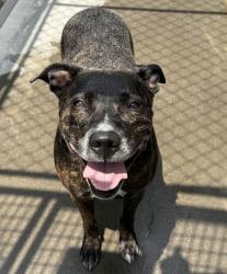 Shelter Stray Female Dog last seen SW 2nd/Main, OR, 1700 W Historic Columbia River Hwy, Troutdale, OR 97060, USA