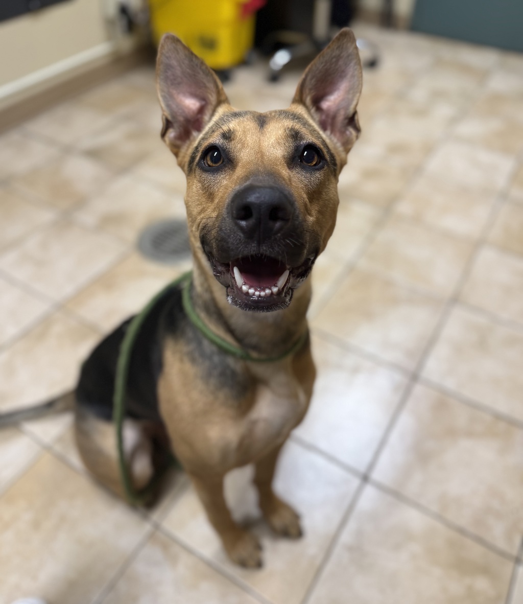 Shelter Stray Female Dog last seen SE 99th/Pine, OR, 1700 W Historic Columbia River Hwy, Troutdale, OR 97060, USA