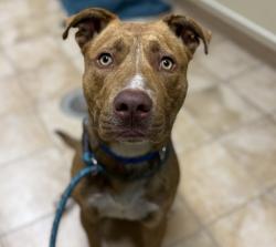 Shelter Stray Male Dog last seen NW Glisan st and NW 3rd ave, PORTLAND, OR, 97209, 1700 W Historic Columbia River Hwy, Troutdale, OR 97060, USA