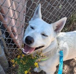 Shelter Stray Male Dog last seen Marine Drive and Airport way, PORTLAND, OR, 97230, 1700 W Historic Columbia River Hwy, Troutdale, OR 97060, USA