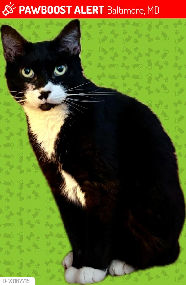 Lost Male Cat last seen Near R hse, Baltimore, MD 21211