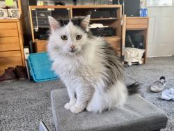 Lost Female Cat last seen Saddle Ridge Rd, Lakeside, CA 92040