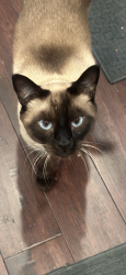 Lost Male Cat last seen Westridge drive, Petaluma, CA 94952