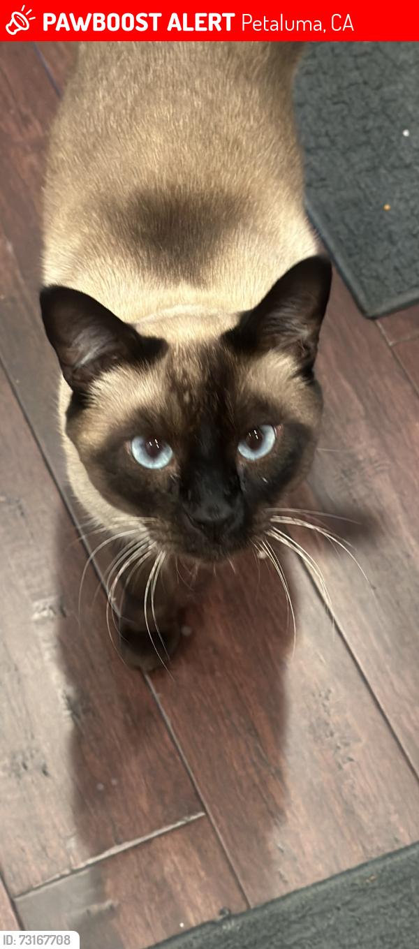 Lost Male Cat last seen Westridge drive, Petaluma, CA 94952