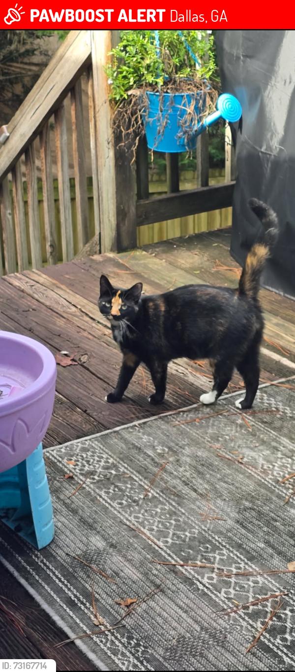 Lost Female Cat last seen We are right by Hitchcock Rd, Nebo Rd, and Ridge Rd, Dallas, GA 30157