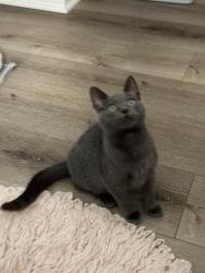 Lost Male Cat last seen Normount Rd and Wingate (1 block north of Lake ), Oceanside, CA 92056