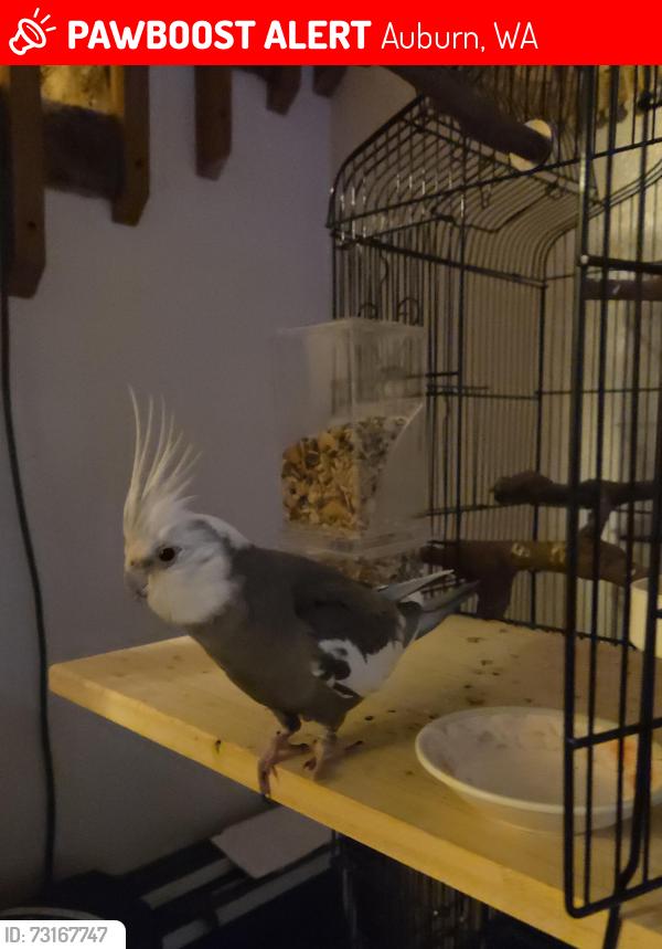 Lost Male Bird last seen F Place NE Auburn 98002, Auburn, WA 98002