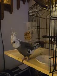 Lost Male Bird last seen F Place NE Auburn 98002, Auburn, WA 98002
