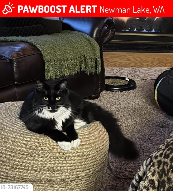 Lost Female Cat last seen McCoy Rd, Newman Lake, WA, Newman Lake, WA 99025