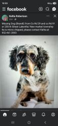 Lost Male Dog last seen 230th street east Lakeville mn, Scott County, MN 55020