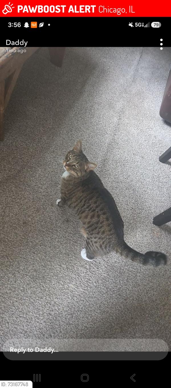Lost Male Cat last seen Near w 14th place, Chicago, IL 60608