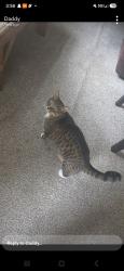 Lost Male Cat last seen Near w 14th place, Chicago, IL 60608