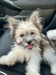 Lost Male Dog last seen Hancock bridge & Cultural apark, Cape Coral, FL 33990