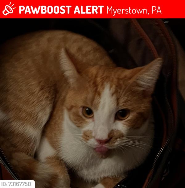 Lost Male Cat last seen Hill Top Rd, Myerstown, PA 17067