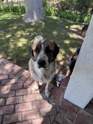 Found/Stray Male Dog last seen Hubbard and laurel canyon, Los Angeles, CA 91342
