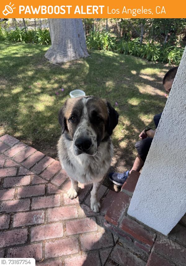 Found/Stray Male Dog last seen Hubbard and laurel canyon, Los Angeles, CA 91342