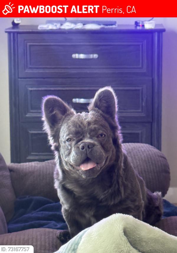 Lost Female Dog last seen Avalon villages perris, Perris, CA 92571
