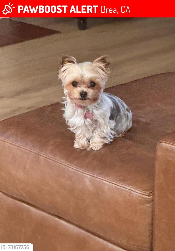 Lost Female Dog last seen Laurel Ave Brea, Brea, CA 92822