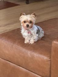 Lost Female Dog last seen Laurel Ave Brea, Brea, CA 92822