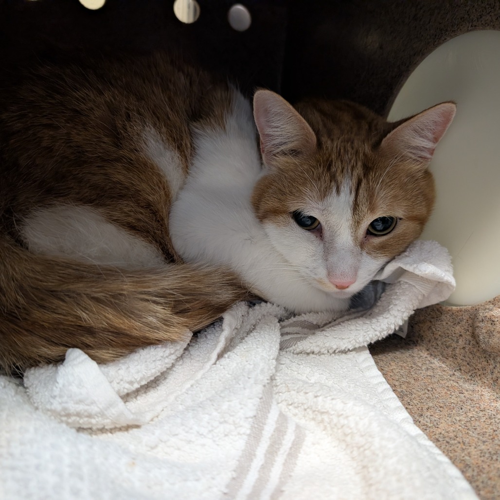 Shelter Stray Male Cat last seen , 361 S Raymond Ave, Pasadena, CA 91105, USA