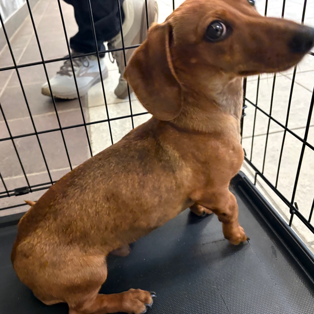 Shelter Stray Male Dog last seen , 4900 Milgen Rd, Columbus, GA 31907, USA