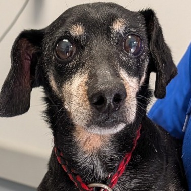 Shelter Stray Male Dog last seen , 328 Furman Hall Rd, Greenville, SC 29609, USA