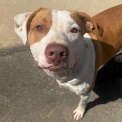 Shelter Stray Male Dog last seen , 2350 Appling City Cove, Memphis, TN 38133, USA