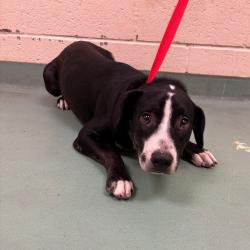 Shelter Stray Male Dog last seen , 2350 Appling City Cove, Memphis, TN 38133, USA