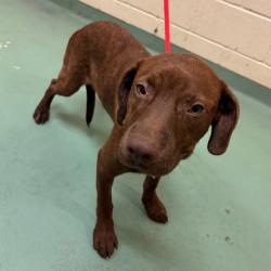 Shelter Stray Male Dog last seen , 2350 Appling City Cove, Memphis, TN 38133, USA