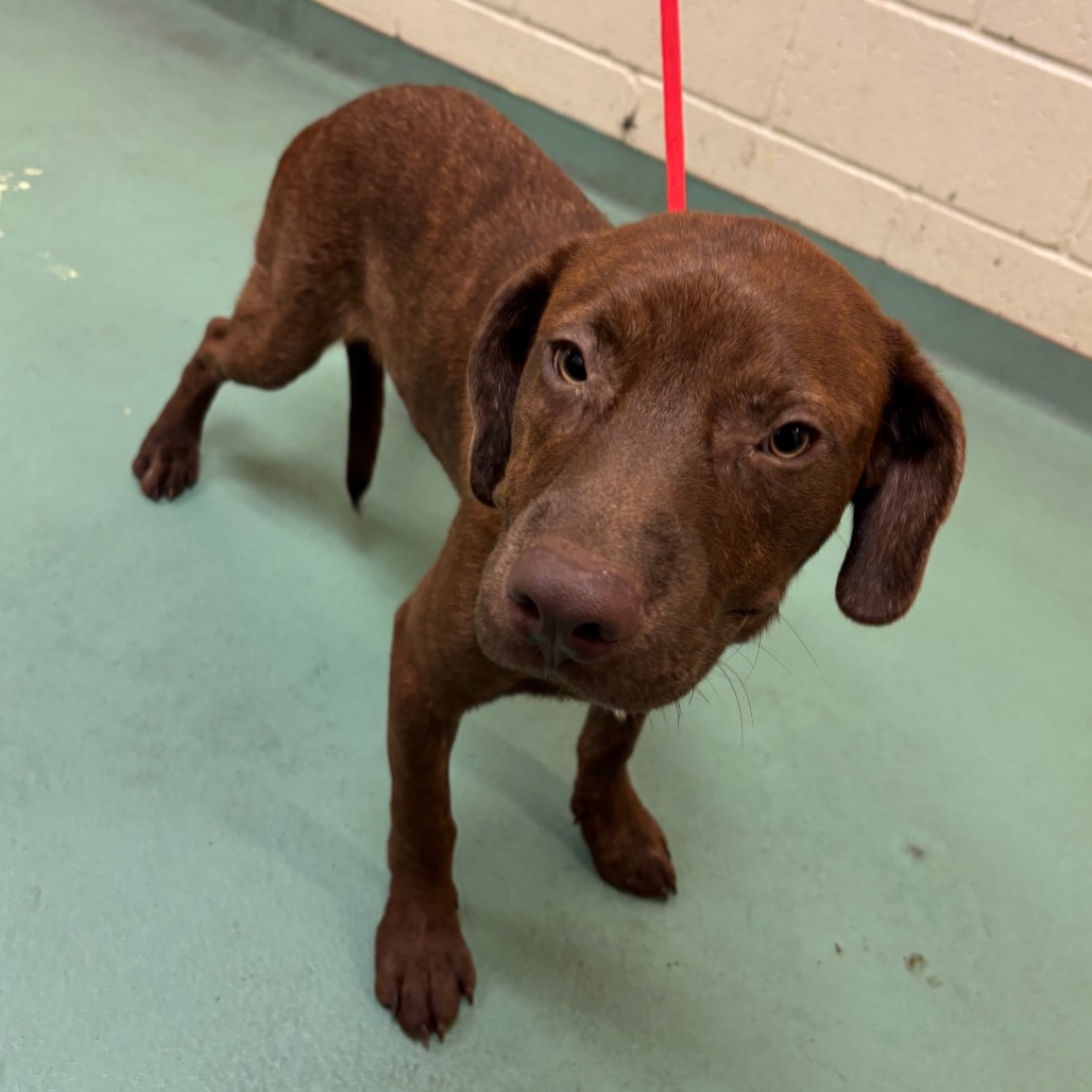 Shelter Stray Male Dog last seen , 2350 Appling City Cove, Memphis, TN 38133, USA