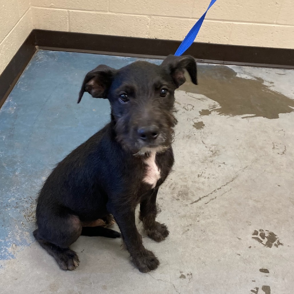 Shelter Stray Male Dog last seen , 2350 Appling City Cove, Memphis, TN 38133, USA
