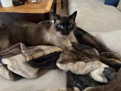 Reunited Male Cat last seen 81st and Harvard, Tulsa, OK 74137