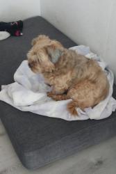 Lost Female Dog last seen 167th Ave, Ocala Fl, Ocala, FL 34481