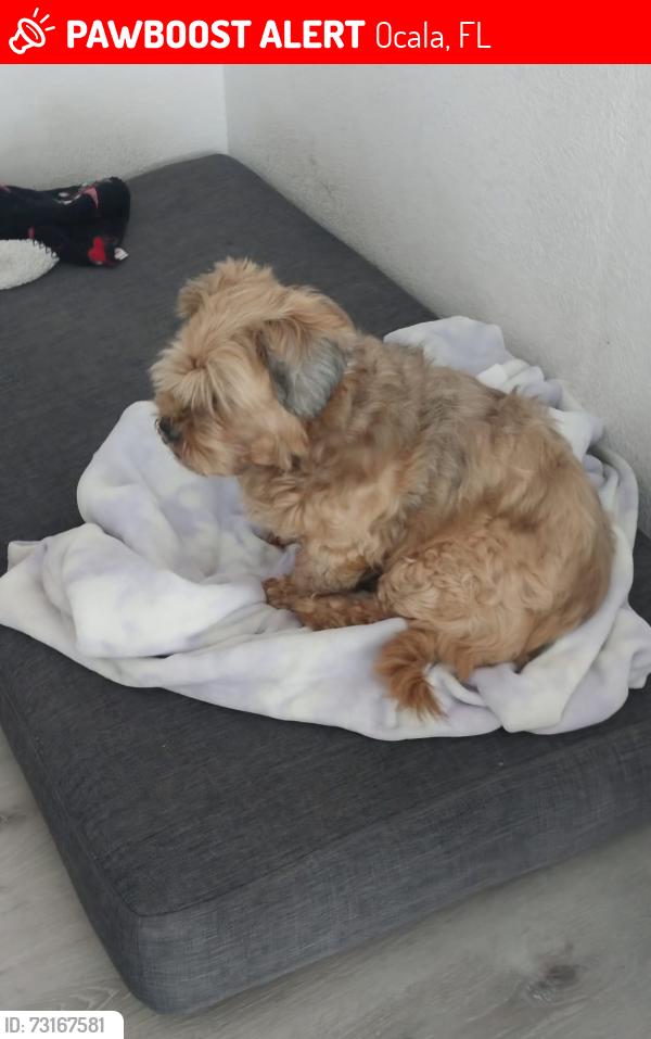 Lost Female Dog last seen 167th Ave, Ocala Fl, Ocala, FL 34481