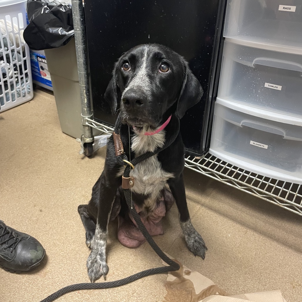 Shelter Stray Female Dog last seen , 4500 N Access Rd, Chattanooga, TN 37415, USA