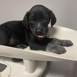 Shelter Stray Female Dog last seen , 4500 N Access Rd, Chattanooga, TN 37415, USA