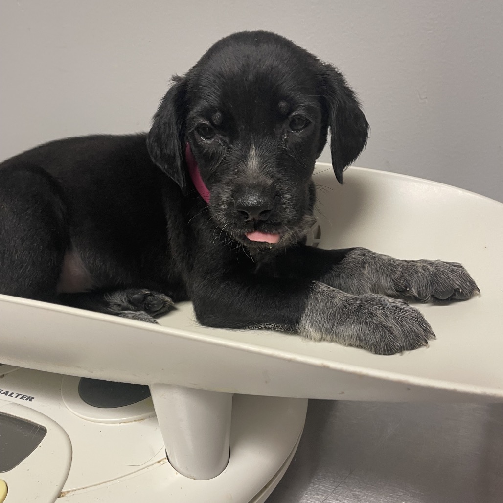 Shelter Stray Female Dog last seen , 4500 N Access Rd, Chattanooga, TN 37415, USA