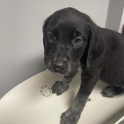 Shelter Stray Female Dog last seen , 4500 N Access Rd, Chattanooga, TN 37415, USA