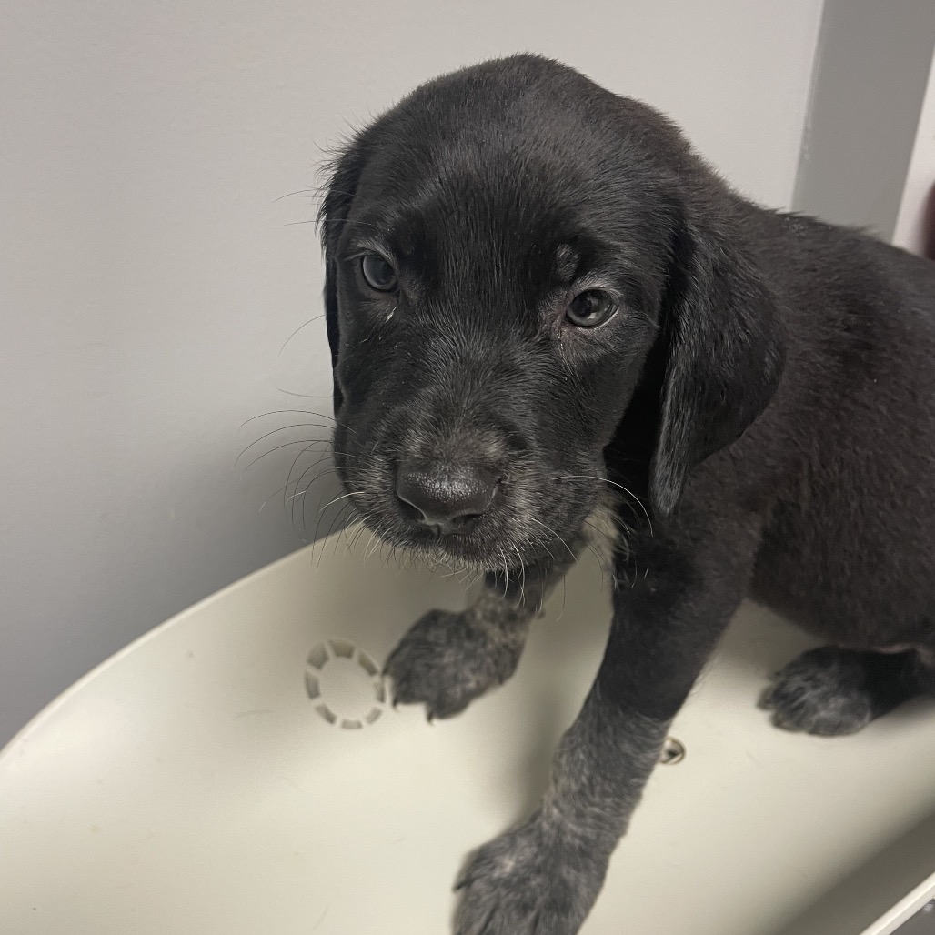 Shelter Stray Female Dog last seen , 4500 N Access Rd, Chattanooga, TN 37415, USA