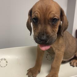 Shelter Stray Male Dog last seen , 4500 N Access Rd, Chattanooga, TN 37415, USA