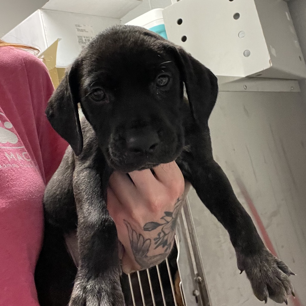 Shelter Stray Male Dog last seen , 4500 N Access Rd, Chattanooga, TN 37415, USA