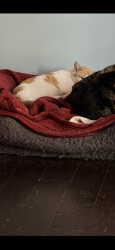 Lost Female Cat last seen Dillon dr, Orange Park, FL 32073