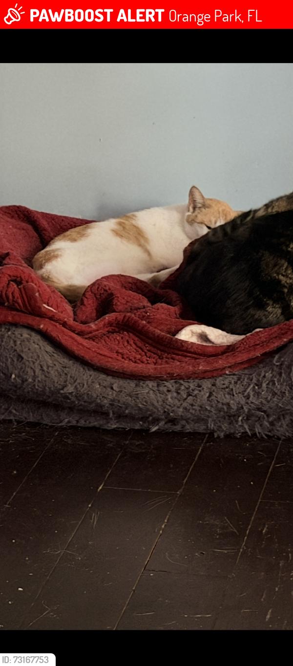 Lost Female Cat last seen Dillon dr, Orange Park, FL 32073