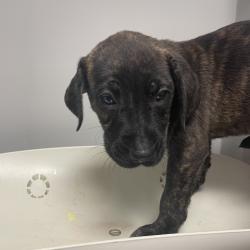 Shelter Stray Female Dog last seen , 4500 N Access Rd, Chattanooga, TN 37415, USA
