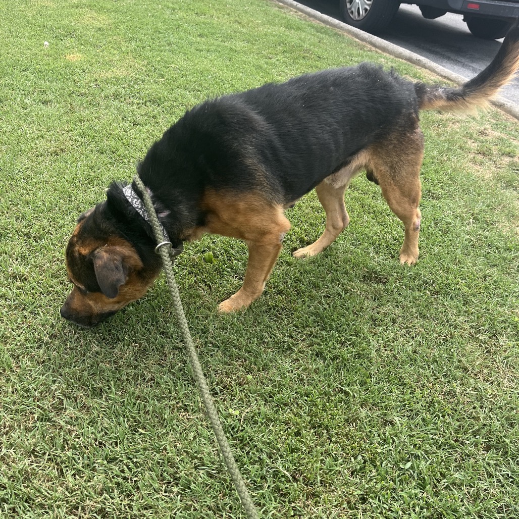Shelter Stray Male Dog last seen , 4500 N Access Rd, Chattanooga, TN 37415, USA