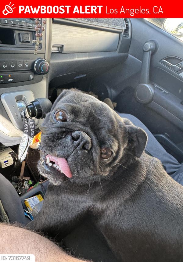 Lost Female Dog last seen Bledsoe, Devonshire, Los Angeles, CA 91342