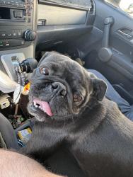 Lost Female Dog last seen Bledsoe, Devonshire, Los Angeles, CA 91342